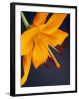 Close-Up of Orange Lilium Brunello Flower, Against a Blue Background-Pearl Bucknall-Framed Photographic Print