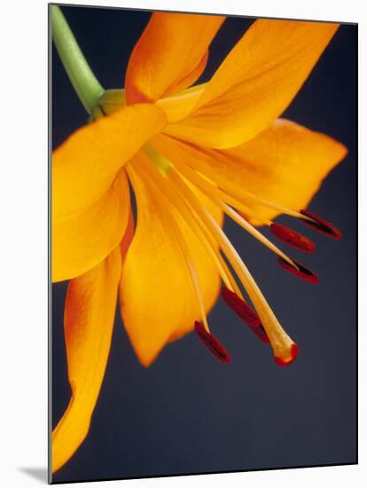 Close-Up of Orange Lilium Brunello Flower, Against a Blue Background-Pearl Bucknall-Mounted Photographic Print