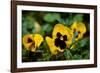 Close-up of Orchid flowers, Alfred B. Maclay Gardens State Park, Tallahassee, Leon County, Flori...-null-Framed Photographic Print