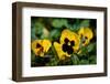 Close-up of Orchid flowers, Alfred B. Maclay Gardens State Park, Tallahassee, Leon County, Flori...-null-Framed Photographic Print