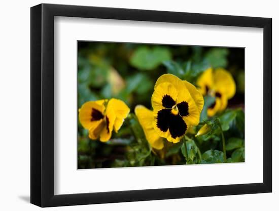 Close-up of Orchid flowers, Alfred B. Maclay Gardens State Park, Tallahassee, Leon County, Flori...-null-Framed Photographic Print