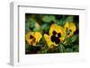 Close-up of Orchid flowers, Alfred B. Maclay Gardens State Park, Tallahassee, Leon County, Flori...-null-Framed Photographic Print