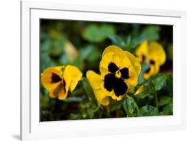 Close-up of Orchid flowers, Alfred B. Maclay Gardens State Park, Tallahassee, Leon County, Flori...-null-Framed Photographic Print