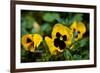 Close-up of Orchid flowers, Alfred B. Maclay Gardens State Park, Tallahassee, Leon County, Flori...-null-Framed Photographic Print