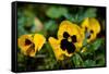 Close-up of Orchid flowers, Alfred B. Maclay Gardens State Park, Tallahassee, Leon County, Flori...-null-Framed Stretched Canvas