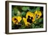 Close-up of Orchid flowers, Alfred B. Maclay Gardens State Park, Tallahassee, Leon County, Flori...-null-Framed Photographic Print