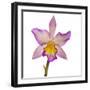 Close-up of Orchid flowers in bloom-Panoramic Images-Framed Photographic Print