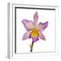 Close-up of Orchid flowers in bloom-Panoramic Images-Framed Photographic Print