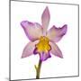 Close-up of Orchid flowers in bloom-Panoramic Images-Mounted Photographic Print