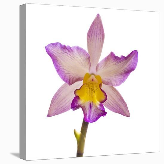 Close-up of Orchid flowers in bloom-Panoramic Images-Stretched Canvas