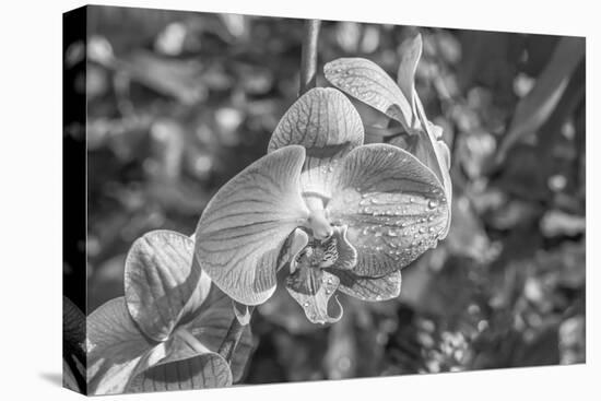 Close-up of orchid flowers, Sarasota, Florida, USA-Panoramic Images-Stretched Canvas