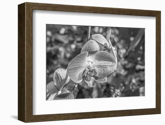 Close-up of orchid flowers, Sarasota, Florida, USA-Panoramic Images-Framed Photographic Print