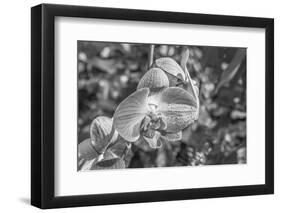 Close-up of orchid flowers, Sarasota, Florida, USA-Panoramic Images-Framed Photographic Print