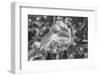 Close-up of orchid flowers, Sarasota, Florida, USA-Panoramic Images-Framed Photographic Print