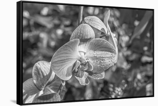 Close-up of orchid flowers, Sarasota, Florida, USA-Panoramic Images-Framed Stretched Canvas
