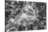 Close-up of orchid flowers, Sarasota, Florida, USA-Panoramic Images-Stretched Canvas