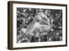 Close-up of orchid flowers, Sarasota, Florida, USA-Panoramic Images-Framed Photographic Print