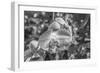 Close-up of orchid flowers, Sarasota, Florida, USA-Panoramic Images-Framed Photographic Print