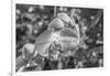 Close-up of orchid flowers, Sarasota, Florida, USA-Panoramic Images-Framed Photographic Print