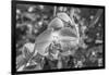 Close-up of orchid flowers, Sarasota, Florida, USA-Panoramic Images-Framed Photographic Print