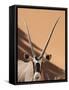 Close-Up of Oryx, Namib-Naukluft Park, Namibia, Africa-Wendy Kaveney-Framed Stretched Canvas