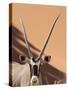 Close-Up of Oryx, Namib-Naukluft Park, Namibia, Africa-Wendy Kaveney-Stretched Canvas