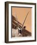 Close-Up of Oryx, Namib-Naukluft Park, Namibia, Africa-Wendy Kaveney-Framed Photographic Print