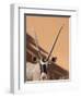 Close-Up of Oryx, Namib-Naukluft Park, Namibia, Africa-Wendy Kaveney-Framed Photographic Print