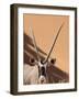 Close-Up of Oryx, Namib-Naukluft Park, Namibia, Africa-Wendy Kaveney-Framed Photographic Print