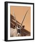 Close-Up of Oryx, Namib-Naukluft Park, Namibia, Africa-Wendy Kaveney-Framed Photographic Print