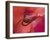 Close-Up of Ose Bud With Dew-Nancy Rotenberg-Framed Photographic Print