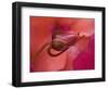 Close-Up of Ose Bud With Dew-Nancy Rotenberg-Framed Photographic Print