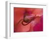 Close-Up of Ose Bud With Dew-Nancy Rotenberg-Framed Photographic Print