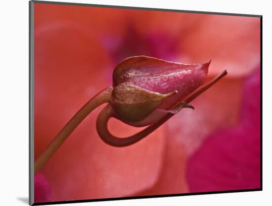 Close-Up of Ose Bud With Dew-Nancy Rotenberg-Mounted Photographic Print