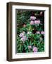 Close-up of Pacific rhododendron (Rhododendron macrophyllum) flowers blooming on plant, Mt Hood...-null-Framed Photographic Print