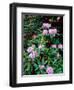 Close-up of Pacific rhododendron (Rhododendron macrophyllum) flowers blooming on plant, Mt Hood...-null-Framed Photographic Print