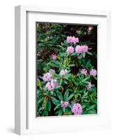 Close-up of Pacific rhododendron (Rhododendron macrophyllum) flowers blooming on plant, Mt Hood...-null-Framed Photographic Print