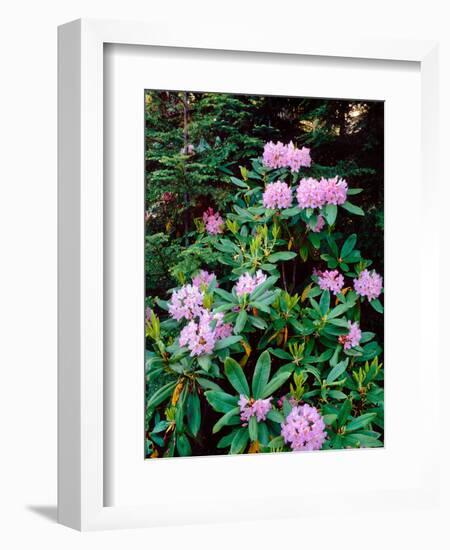 Close-up of Pacific rhododendron (Rhododendron macrophyllum) flowers blooming on plant, Mt Hood...-null-Framed Photographic Print