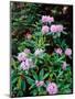 Close-up of Pacific rhododendron (Rhododendron macrophyllum) flowers blooming on plant, Mt Hood...-null-Mounted Photographic Print