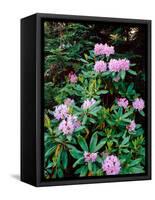 Close-up of Pacific rhododendron (Rhododendron macrophyllum) flowers blooming on plant, Mt Hood...-null-Framed Stretched Canvas