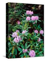 Close-up of Pacific rhododendron (Rhododendron macrophyllum) flowers blooming on plant, Mt Hood...-null-Stretched Canvas