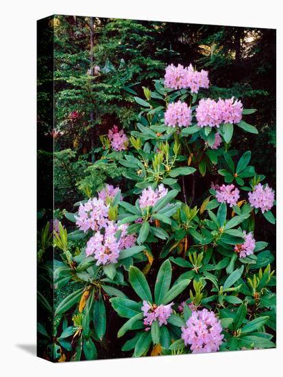 Close-up of Pacific rhododendron (Rhododendron macrophyllum) flowers blooming on plant, Mt Hood...-null-Stretched Canvas