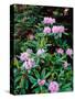 Close-up of Pacific rhododendron (Rhododendron macrophyllum) flowers blooming on plant, Mt Hood...-null-Stretched Canvas