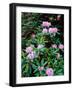 Close-up of Pacific rhododendron (Rhododendron macrophyllum) flowers blooming on plant, Mt Hood...-null-Framed Photographic Print