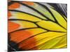 Close up of Painted Jezebel Butterfly's Wings in Great Texture-Super Prin-Mounted Photographic Print