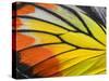 Close up of Painted Jezebel Butterfly's Wings in Great Texture-Super Prin-Stretched Canvas