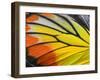 Close up of Painted Jezebel Butterfly's Wings in Great Texture-Super Prin-Framed Photographic Print