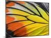 Close up of Painted Jezebel Butterfly's Wings in Great Texture-Super Prin-Mounted Photographic Print