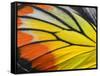 Close up of Painted Jezebel Butterfly's Wings in Great Texture-Super Prin-Framed Stretched Canvas