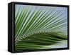 Close-up of Palm Leaf at Ko Samet Island, Rayong, Thailand, Asia-Richard Nebesky-Framed Stretched Canvas